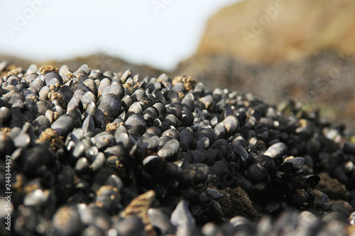 Fresh mussels formation on a rock on the beach at the Atlantic ocean at the low tide.