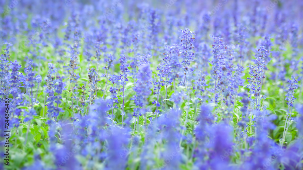 Naklejka premium Kwitnie lawendowy kwiat