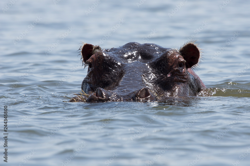 Fototapeta premium Hippopotamus in Kenya