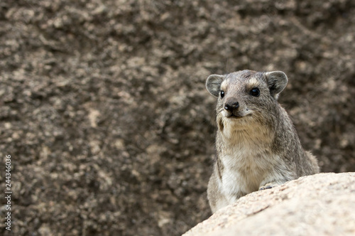 Hyrax - Dassie - Tanzania