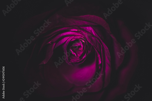 A beautiful romantic rose illuminated by light in the shade on a black background, creates the effect of neon lighting, looks mysteriously