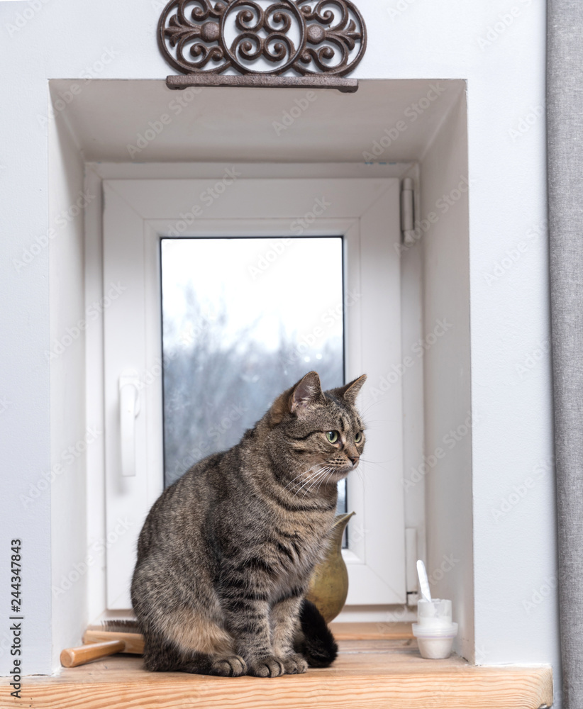 cat sits on a windowsill