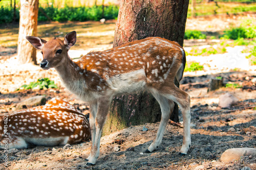 Tapety artystyczne whitetail bambi deer