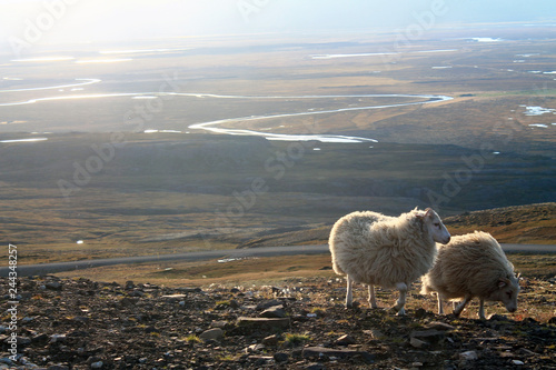 flock of sheep in the mountains