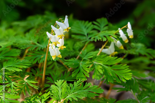 Dutchman's Breeches
