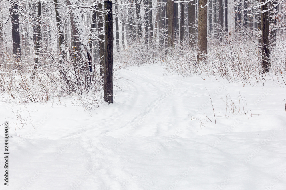 Obraz premium forest in a winter
