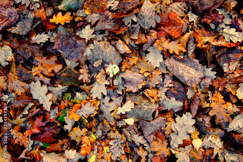 fallen autumn leaves. Beautiful background