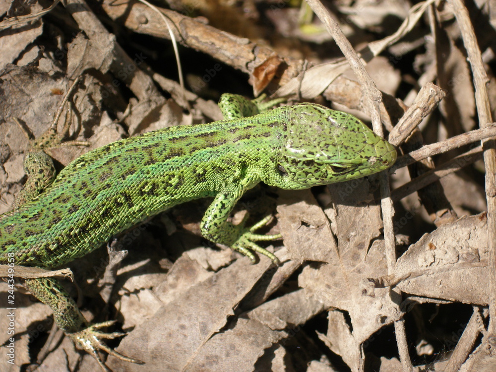 Fototapeta premium Green, emerald lizard on the background of dried leaves. Springtime.
