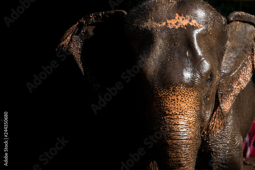 Photography Beautiful Thai elephants in light and shadow Fascinating dimension