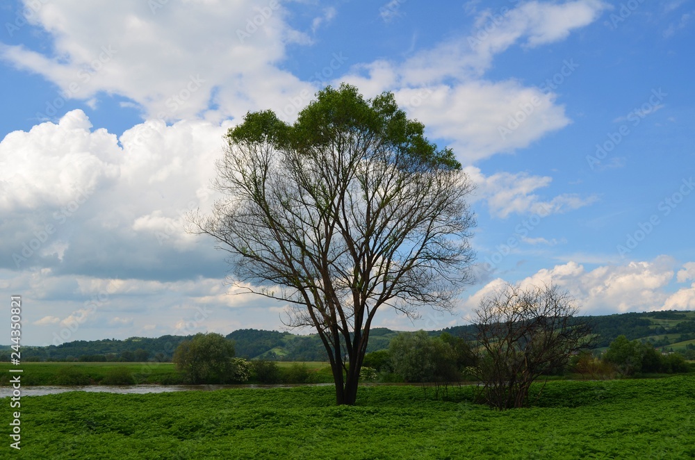 Obraz premium single tree in the field