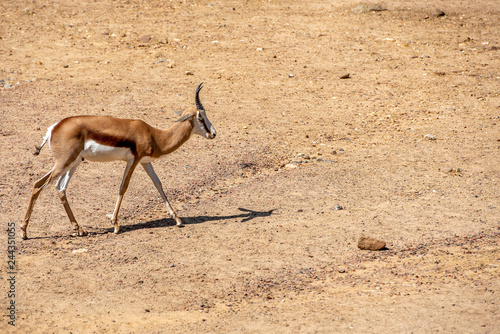Springbok on the sand
