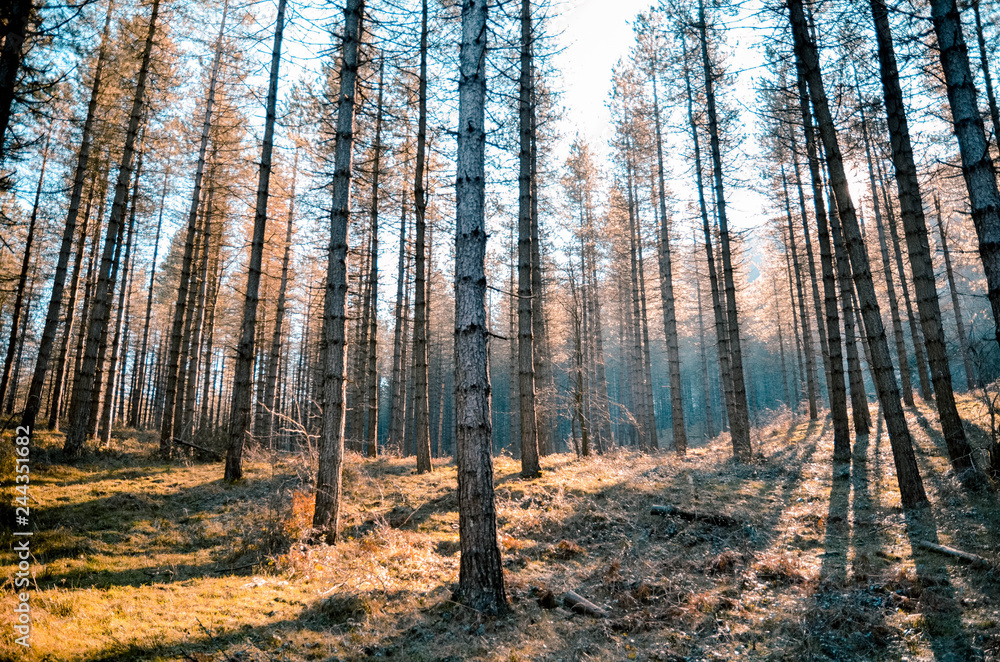 Obraz premium Beautiful forest for different uses