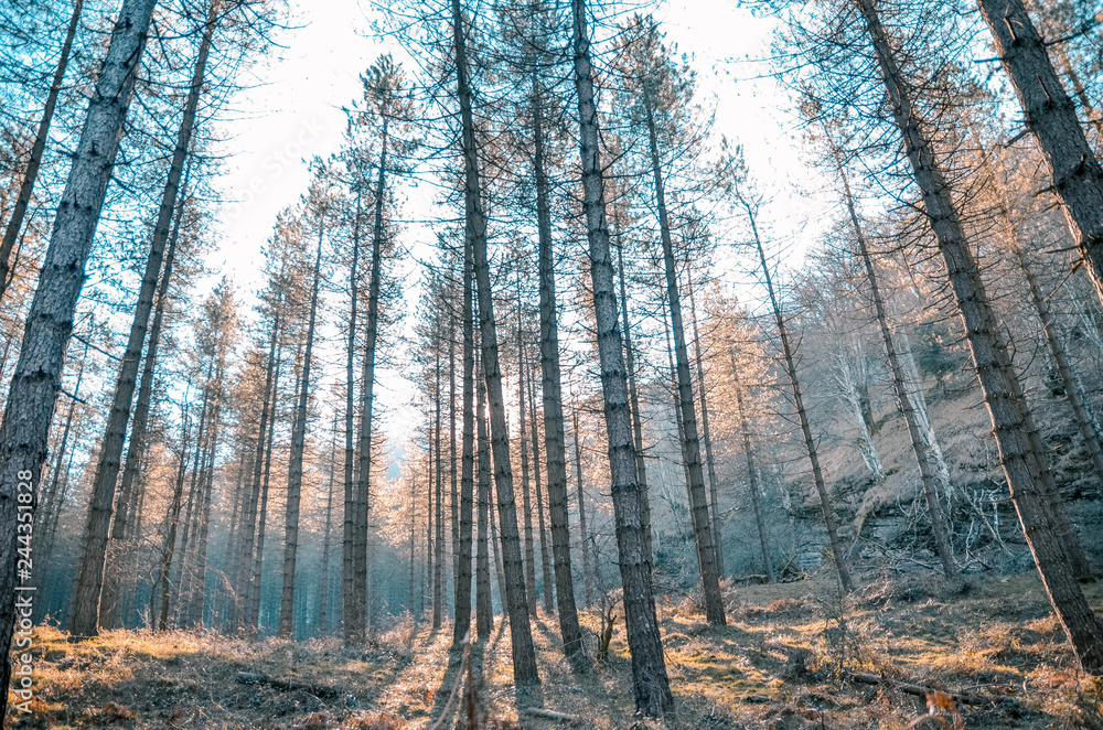 Fototapeta premium Beautiful forest for different uses