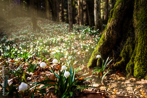 Frühlingsknotenblumenwiese
