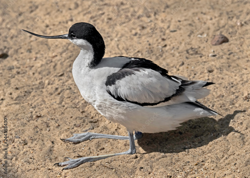 Pied avocet. Latin name - Recurvirostra avosetta Pied avocet. Latin name - Recurvirostra avosetta