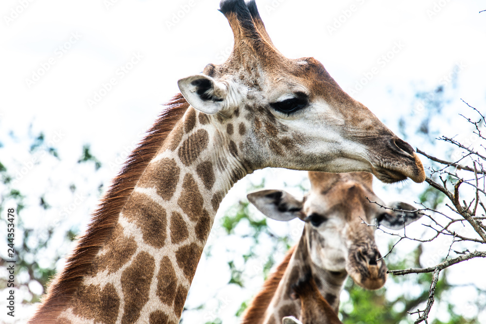 Obraz premium Giraffen - Köpfe