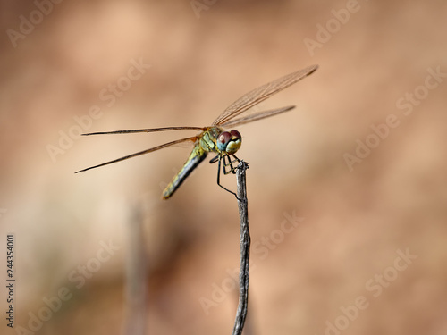 Dragonfly perched on a branch of a bush, in the surroundings of Almansa, Spain
