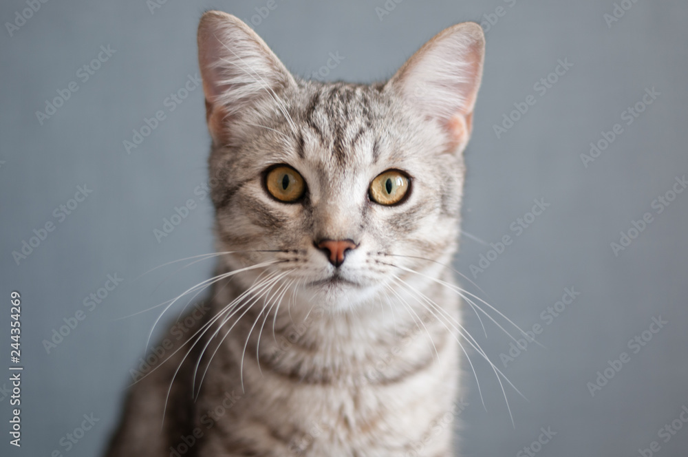 cat on gray background