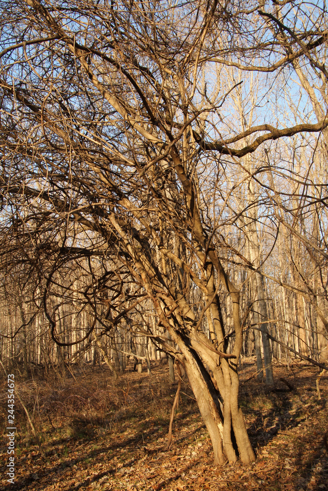 Obraz premium Bent Tree