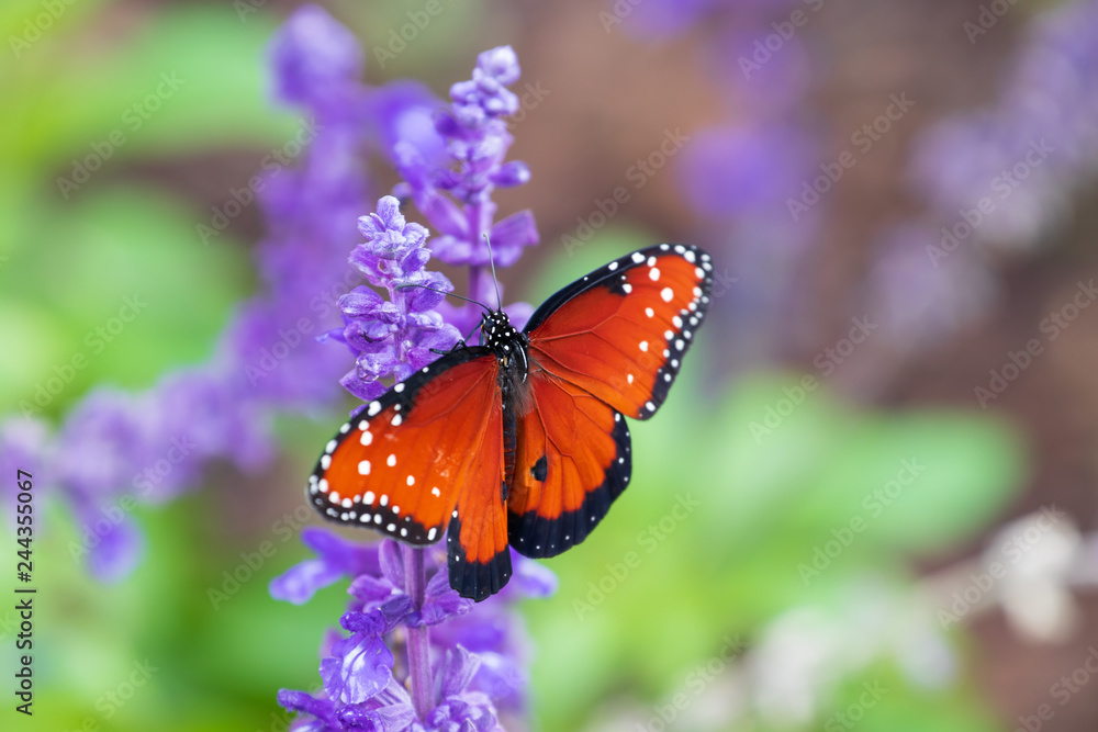 Monarch (milkweed) butterfly on purple flower (Salvia) Monarch (milkweed) butterfly on purple flower (Salvia)