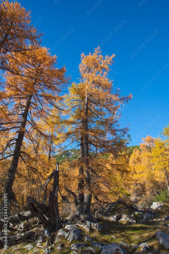 Obraz premium autumn alpine landscape