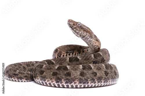 Bothrops neuwiedi - Neuwied's lancehead - 02