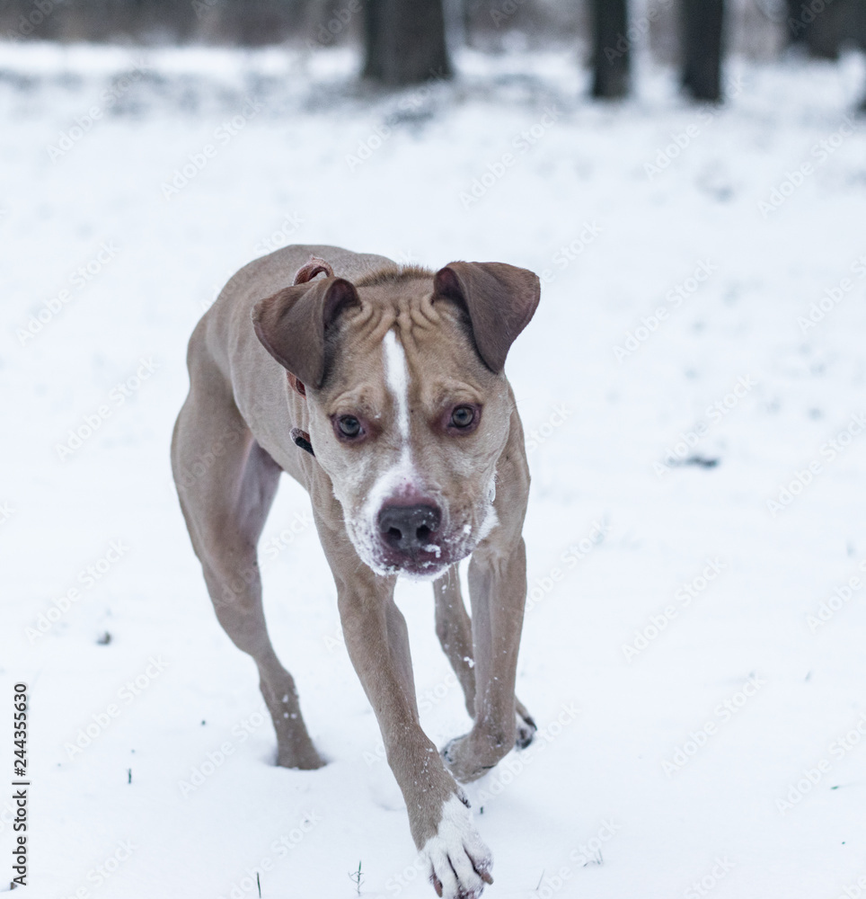 american pit bull terrier in snow