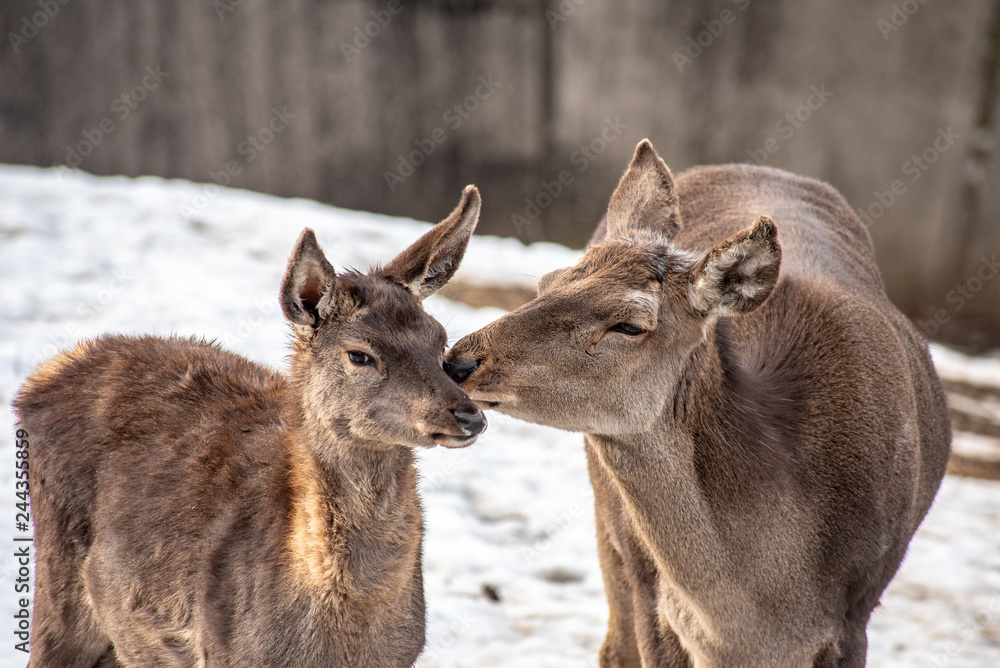 Fototapeta premium Portrait of a young red deer and mother (Cervus elaphus)
