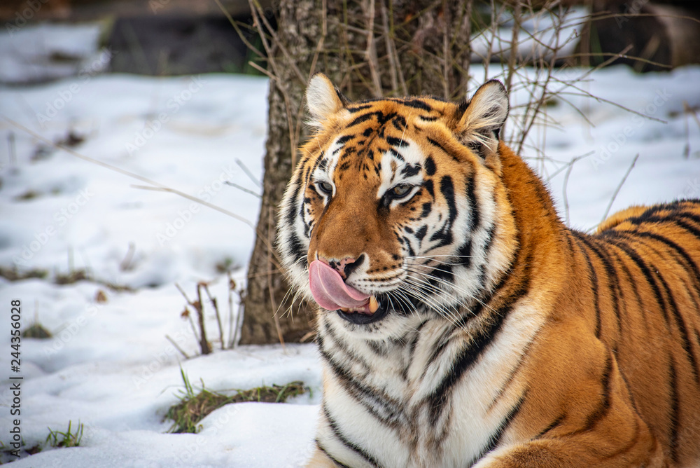 Fototapeta premium Siberian tiger (Panthera tigris) also known as the Amur Tiger
