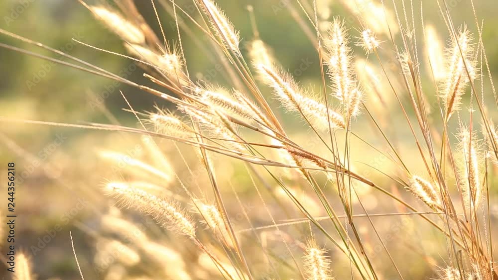 Close up grass flowers in Chiangmai Thailand
Close up grass flowers in Chiangmai Thailand