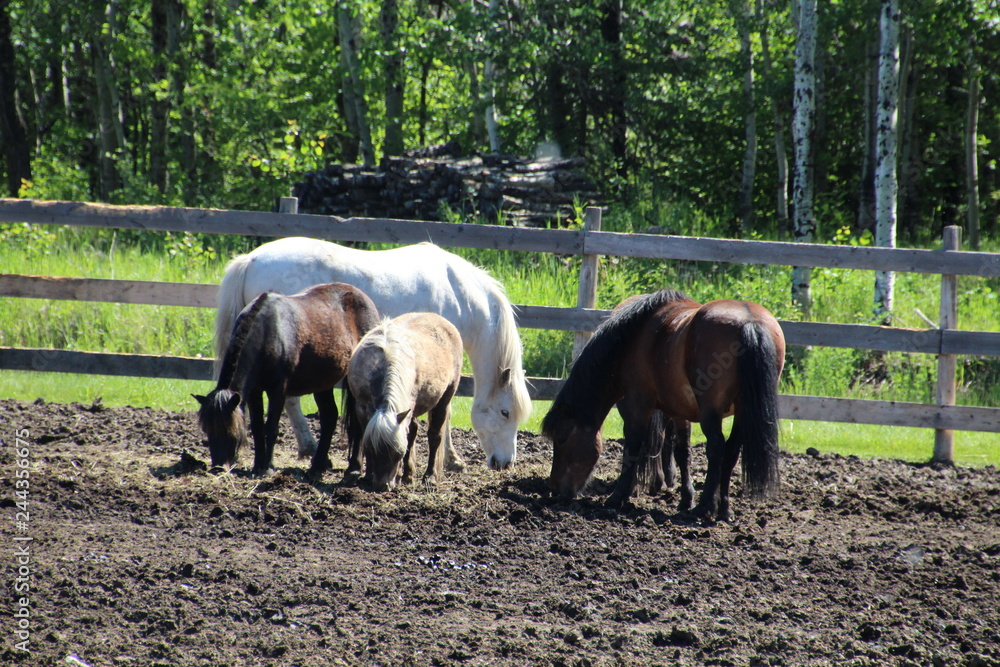 Naklejka premium Horses Feeding, Fort Edmonton Park, Edmonton, Alberta