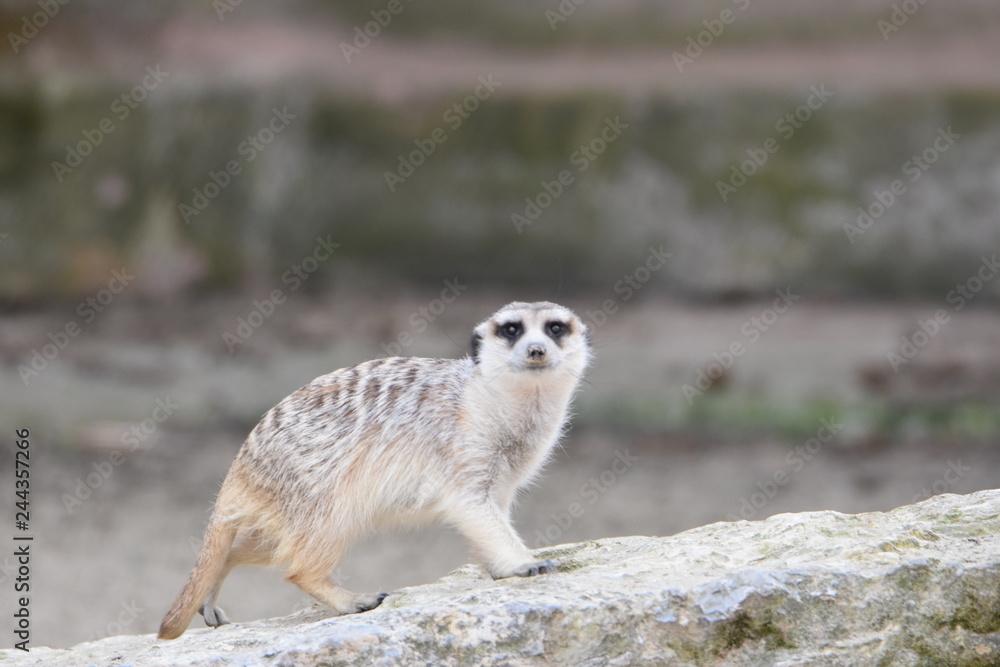 Fototapeta premium animal