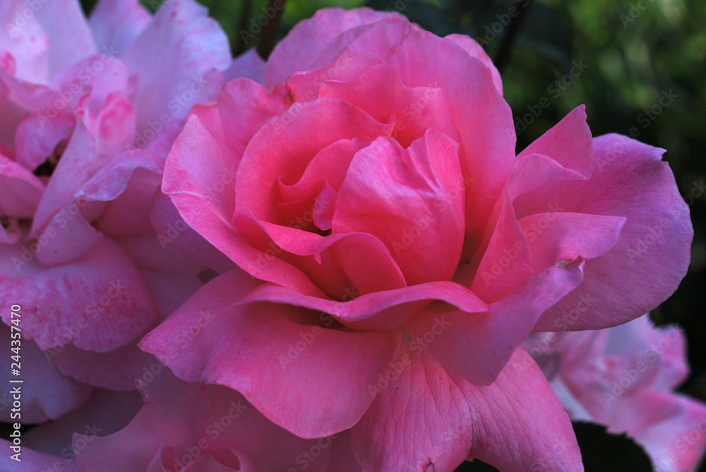 pink rose in the garden