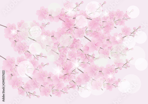 Sakura flowers background . cherry blossom isolated white background