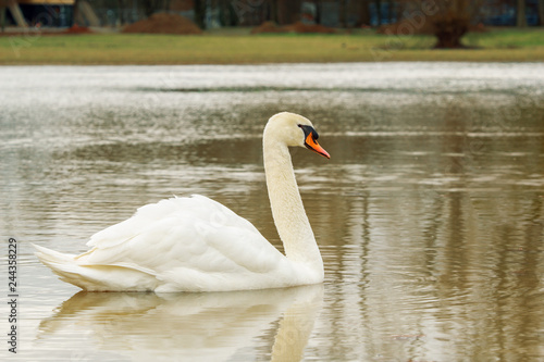 Gans See Freiheit