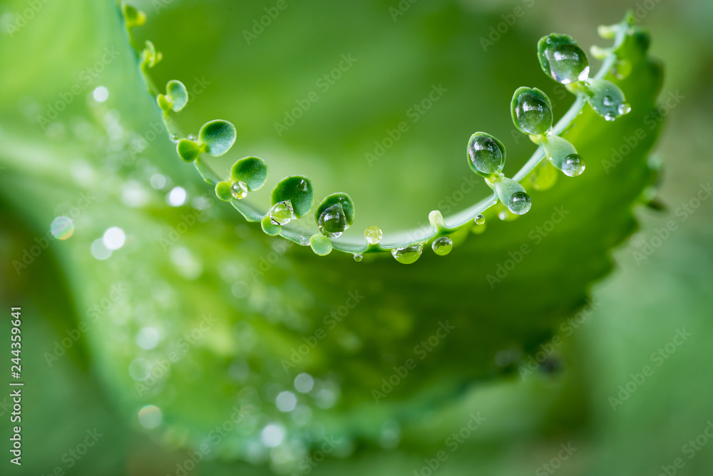 Water dew on small leaves of bryophyllum pinnatum - obrazy, fototapety, plakaty 