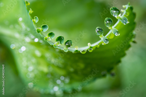 Water dew on small leaves of bryophyllum pinnatum
