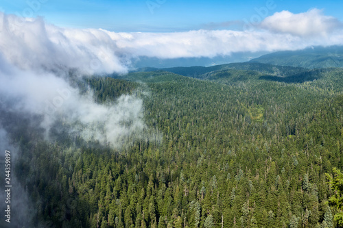 Aerial misty view of the summer forest in Oregon state in USA. © thecolorpixels