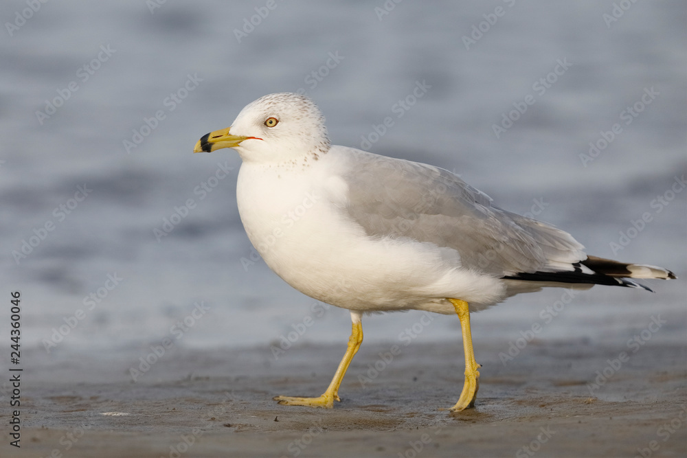 Ring-billed Gull foraging on a Gulf of Mexico beach - Florida Ring-billed Gull foraging on a Gulf of Mexico beach - Florida