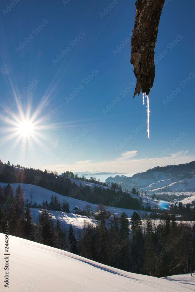 Eiszapfen in der Wintersonne