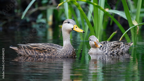 Pair of Mottled Duck on a Florida river