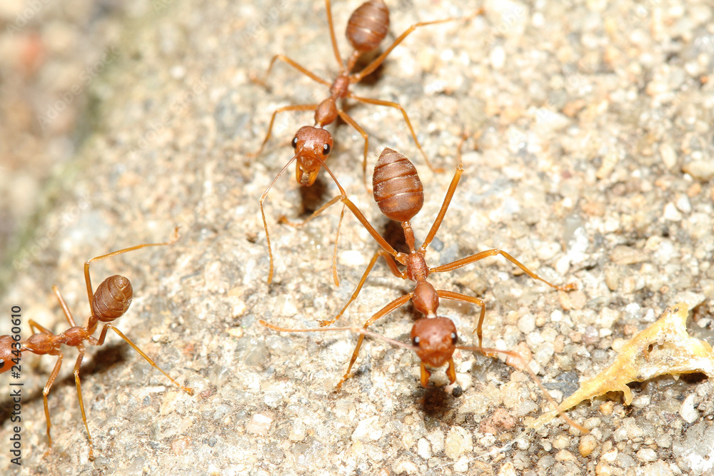Oecophylla smaragdina Fabricius (red ant) on floor Oecophylla smaragdina Fabricius (red ant) on floor