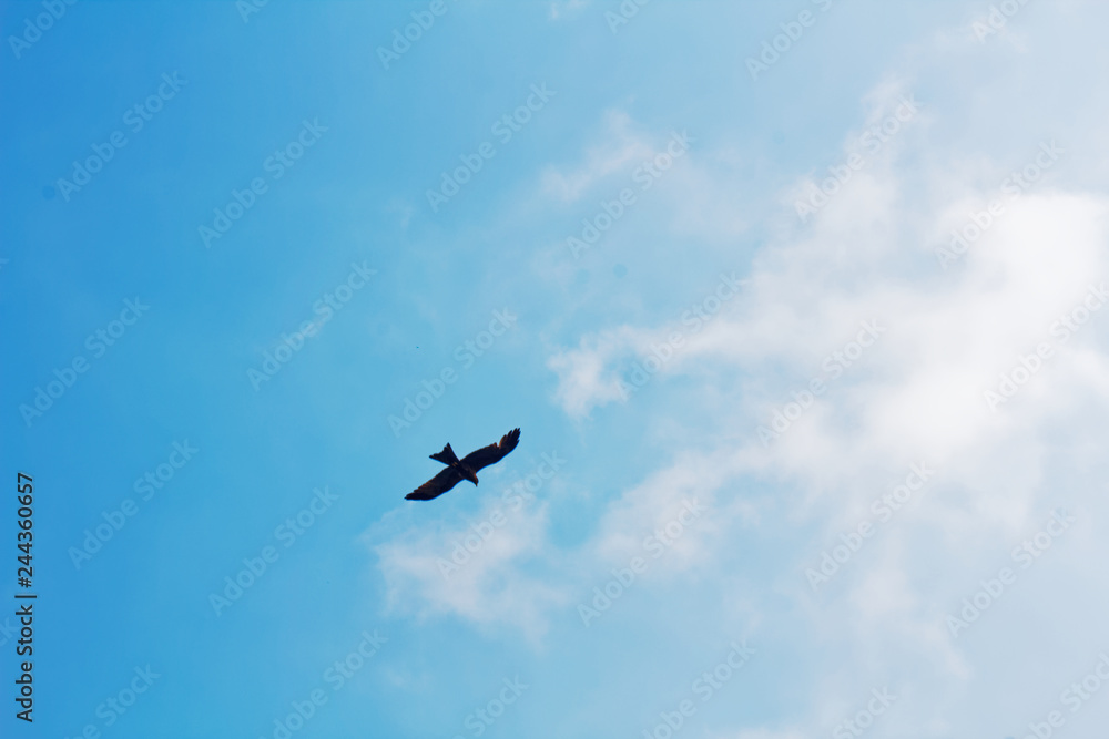 Bird flying, soaring against the clear blue sky Bird flying, soaring against the clear blue sky