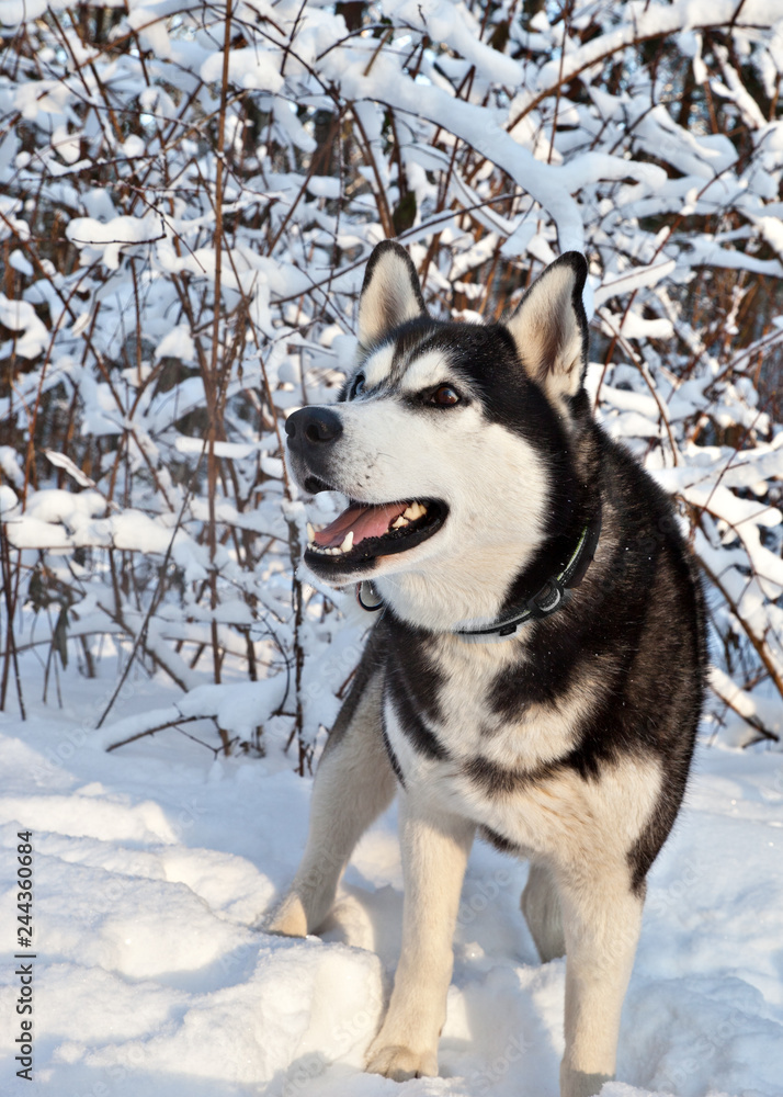 Dog breed Siberian husky stands in a sunny snowy forest