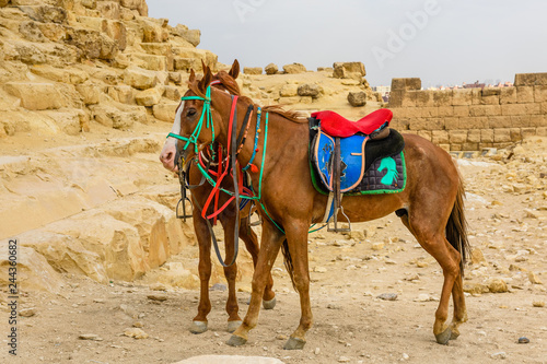Horses near the great pyramids in Giza, Egypt