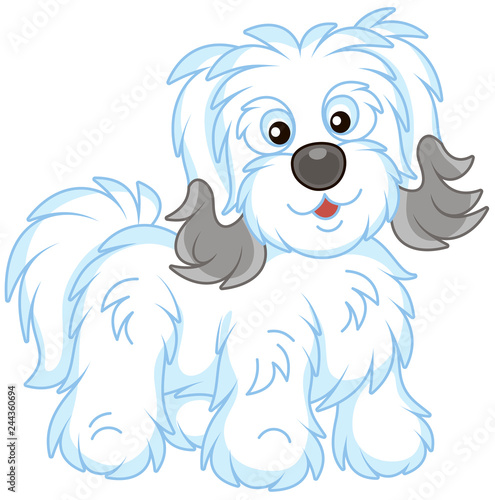 Little funny Bichon Avanese lap-dog with long white and grey hair, vector illustrations in a cartoon style