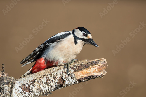 Picchio rosso maggiore nel bosco (Dendrocopos major)