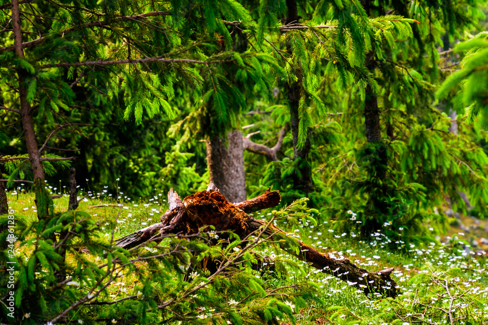 Obraz premium A decaying tree among lush greenery.