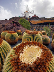 Sierkussen Canarische Eilanden Cactustuin met windmolen Lanzarote  © Steve McHale
