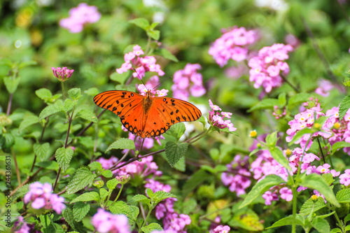 Falter im botanischen Garten in Curitiba Brasilien photo